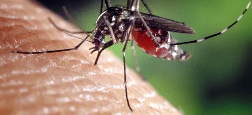 Nouvelle-Aquitaine : le moustique tigre est de retour