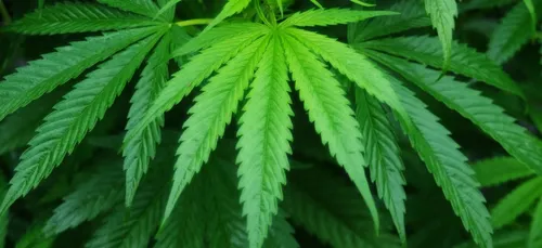 337 pieds de cannabis retrouvés dans l'appartement d'un particulier