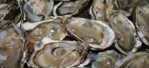 Interdiction de pêcher les coquillages dans le bassin d’Arcachon