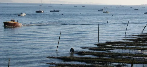 Bassin d’Arcachon : les huîtres restent interdites à la consommation