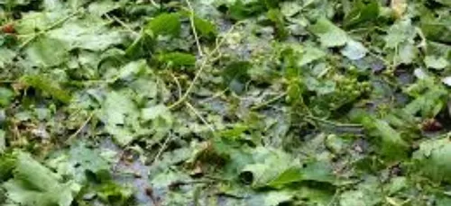 Grêle : les vignerons demandent l’état de catastrophe naturelle