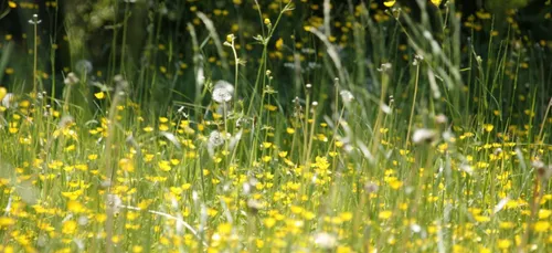 Allergies : après le pollen, les graminées