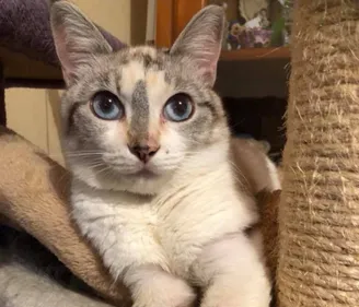 Bordeaux : un rassemblement pour demander justice pour Cookie