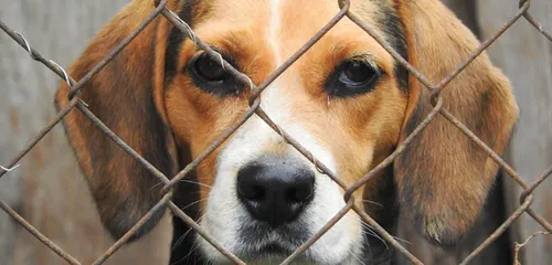 Gironde : la SPA lance un appel à l’adoption