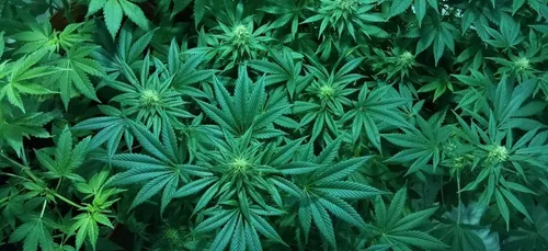 Nouvelle-Aquitaine : 500 kg de cannabis saisis sur l’autoroute