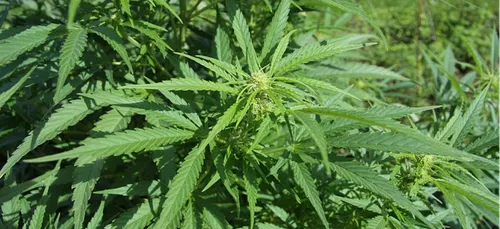 Gironde : saisie de 80 pieds de cannabis