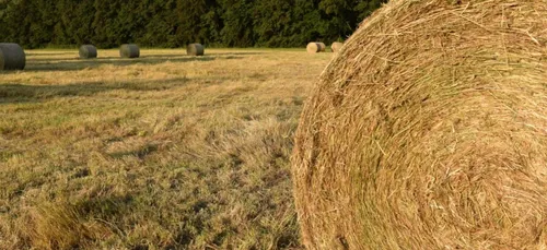Gironde : deuxième édition de Paille et Ripaille à Langon