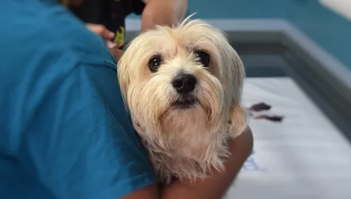 Gironde : une formation pour secourir son animal