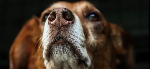 Dordogne : il laisse son chien mourir de faim