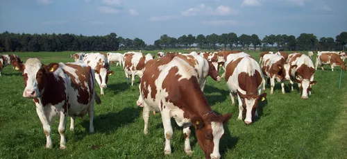 Gironde : des éleveurs face à des militants vegans