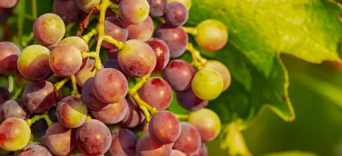 Gironde : des voleurs de raisins interpellés