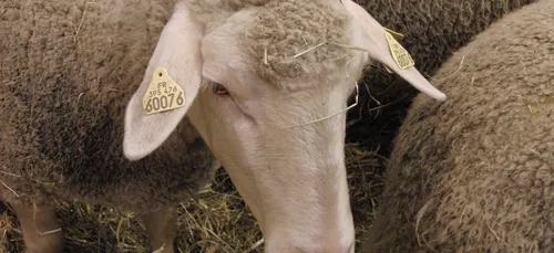 Plusieurs centaines de brebis dans les rues de Bordeaux ce week-end