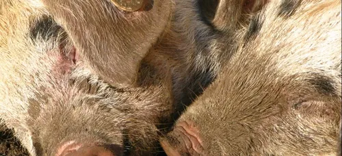Dordogne : un élevage de porcs dans le viseur de L214
