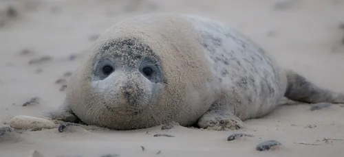 De jeunes phoques sur les plages de Gironde