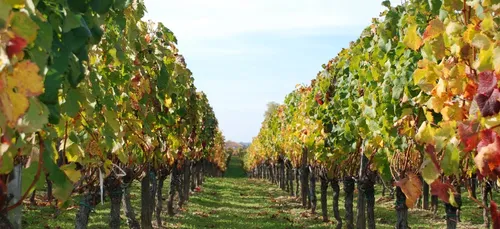 Gironde : les viticulteurs bio  pourront continuer à utiliser le...