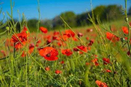 Bègles : la ville se mobilise contre les pesticides