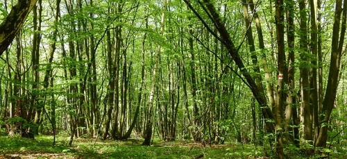 Dordogne : retrouvée saine et sauve après trois nuits dans les bois