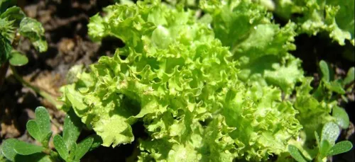 Gironde : des salades provoquent plusieurs kilomètres de bouchons...