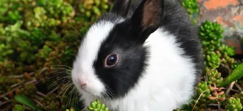 Bordeaux : une pétition pour s’opposer à l’extermination des lapins...