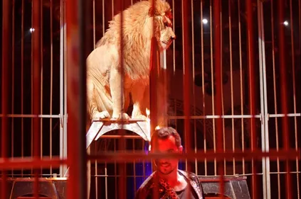 Bordeaux : EELV souhaite que la ville n'accueille plus de cirques...