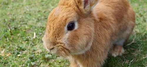 Bordeaux : un rassemblement contre l’extermination des lapins du...