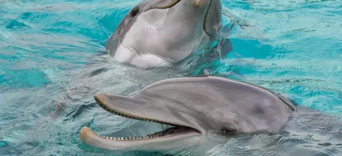 Plus de 400 dauphins échoués sur la côte atlantique depuis le début...