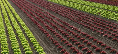 Quel taux de pesticides dans nos urines ? Une campagne de...