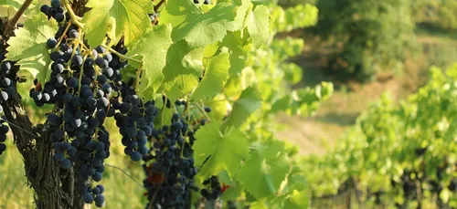 Gironde : des gilets jaunes mobilisés devant plusieurs châteaux du...