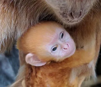 Des naissances au zoo du bassin d'Arcachon !