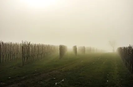 Gironde : 5% du vignoble a été touché par le gel