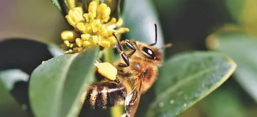 Nouvelle-Aquitaine :  des kits de graines de fleurs pour sauver les...