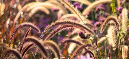 Nouvelle-Aquitaine : les pollens de graminées sont de retour
