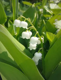 Nouvelle-Aquitaine : plusieurs rassemblements organisés ce 1er mai