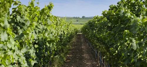 Gironde : des hélicoptères au-dessus des vignes pour lutter contre...