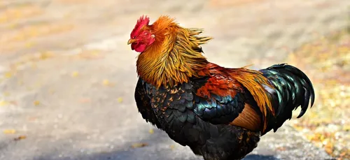 Gironde : deux hommes condamnés pour avoir organisé des combats de...