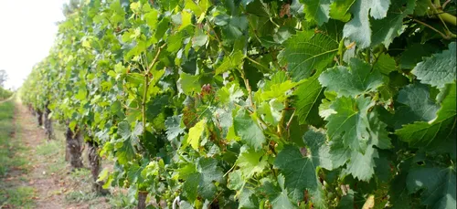Gironde : les viticulteurs inquiets face à l'arrivée du mildiou