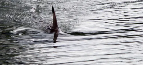 Landes : un requin aperçu au bord d’une plage à Seignosse