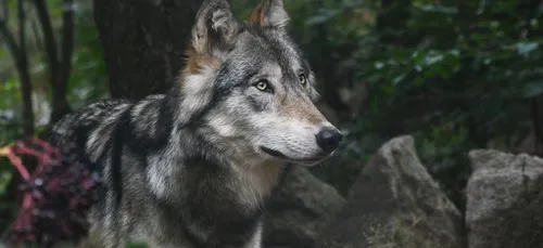 Dordogne : le loup est-il de retour dans le département ?