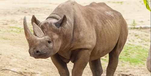 Un financement participatif lancé par le muséum de Bordeaux pour...