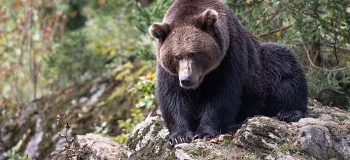 Nouvelle-Aquitaine : les oursons de l’ourse relâchée en Béarn...