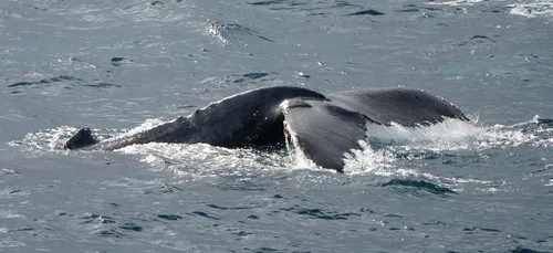 Un rorqual aperçu au large de la Teste !