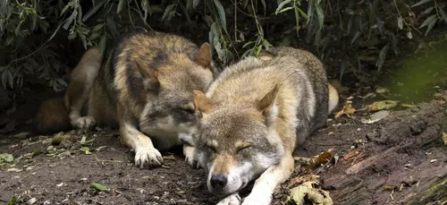 Dordogne : des éleveurs et particuliers formés pour repérer le loup