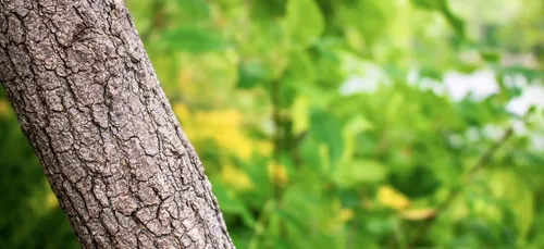 Bordeaux : 20 000 arbres seront plantés dans la ville d’ici 2025
