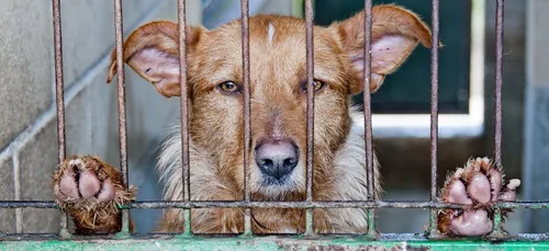 La fondation 30 millions d’amis vient en aide aux refuges de...