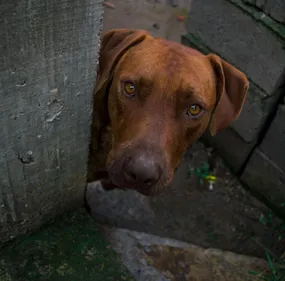 Bordeaux : une plainte pour maltraitance animale a été déposée