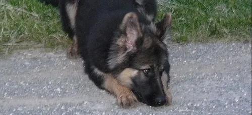 Dordogne : les gendarmes viennent en aide à un chien coincé sur un...