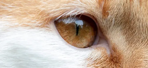 Villenave d’Ornon : un chat retrouvé à moitié dépecé