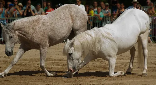 Bordeaux : un poney décède après une représentation de Zingaro