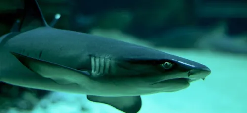 La teste-de-Buch : un requin aperçu dans les eaux
