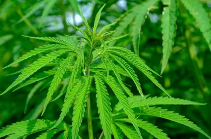 Saint-André-de-Cubzac : 64 pieds de cannabis découverts chez un...
